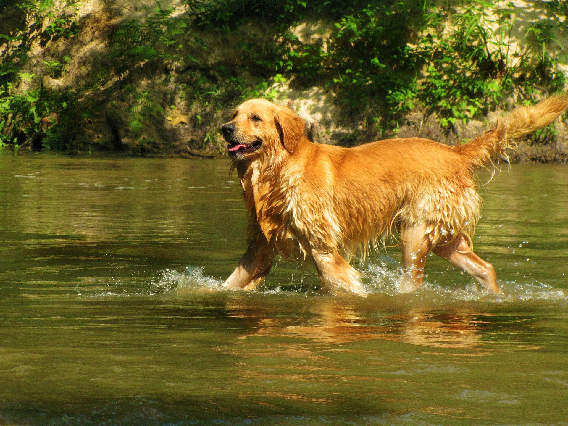 Hond loopt door water
